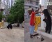 Video : Bears Visiting Chandi Mata Temple at Aarti