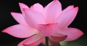 The significance of the Lotus