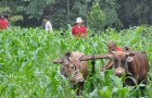 Vedic Agriculture Technology