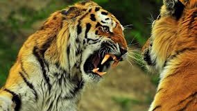 Special mantra saves men trapped up tree by hungry tigers