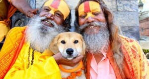 Rescued dog climbs the Himalayas