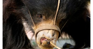 The Hard Life of India’s Dancing Bears