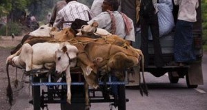 Cow slaughter: Hindu outfits ultimatum to Modi Government