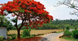India : Plant 2 billion Trees Get Jobs
