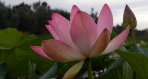 India uses ancient texts to foil US bid to patent lotus to treat obesity