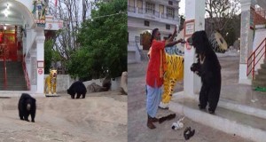 Video : Bears Visiting Chandi Mata Temple at Aarti