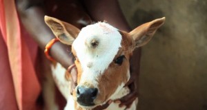 Video : Calf Born With Three Eyes Treated Like Deity In India