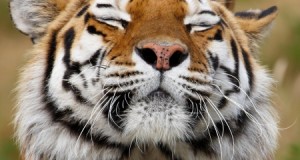 A Hindu Scares off Tiger then starts Meditating
