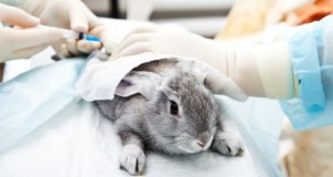 India to soon ban testing of soaps, detergents on animals