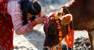 No Beef Eating in Hinduism : Time to end the mischief