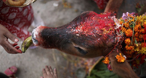 Did Vedic Hindus really eat cow ?