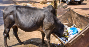 Mad cow: Denial no way to treat disease