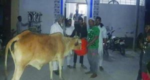 Kin of slain Muslim cow activist will continue fight against beef mafia