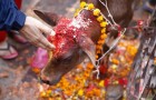HHR Video : Cow’s Head Left at Hindu Sanctuary in US