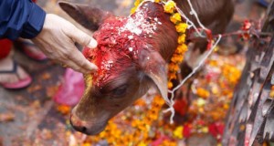 HHR Video : Cow’s Head Left at Hindu Sanctuary in US