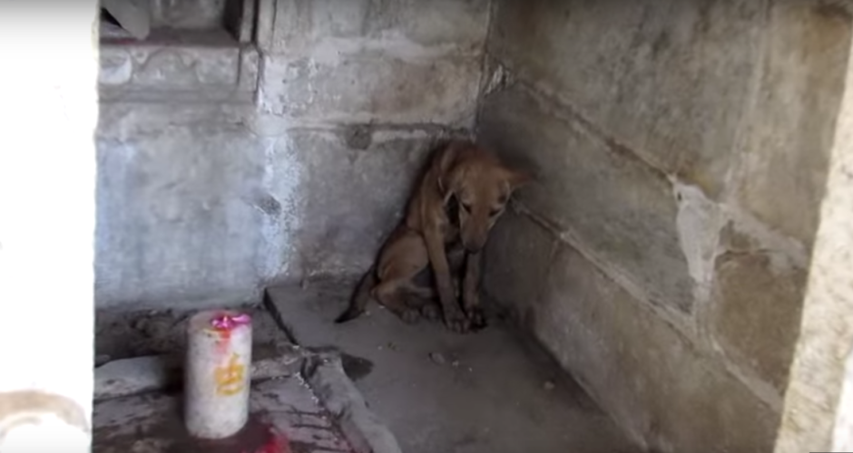 HHR Video : Prayers answered for injured puppy waiting for help in Hindu Temple