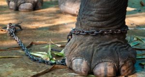 No more elephants at Pazhavangadi Temple