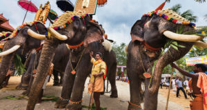 Temple Elephants of Kerala : What is Brewing?