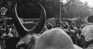 Jallikattu Ban: ‘Send Them to the Butchers’ Is Now the Only Option