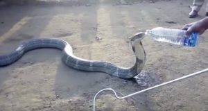 Video : Villagers gave up their own water to stop this 12ft King Cobra dying of thirst