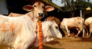 Gujarat to punish cow slaughter with life sentence