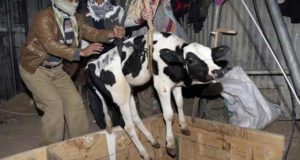 Video : Hindu Girl Exposes Cow Smugglers in Aligarh