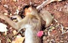 Mathura : 3-4 Monkeys ‘allegedly’ killed then left outside Hanuman Temple daily