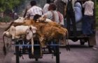 Video : How Cows Are Smuggled to the Slaughter House in front of ‘Hindu Majority’ India