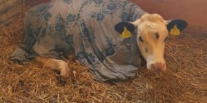 Three-eyed calf from Wales rehomed in Leicester animal sanctuary and named after Hindu god
