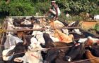 Video : Cows Hung from the neck and dropped across the fence