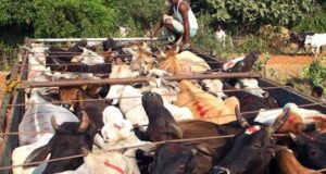Video : Cows Hung from the neck and dropped across the fence