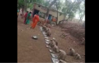 Video : Well Mannered Monkey Army Being Fed Delicious Temple Food On Hanuman Jayanti