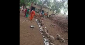 Video : Well Mannered Monkey Army Being Fed Delicious Temple Food On Hanuman Jayanti