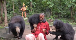 Video : India- Bears at Mungai Mata Mandir