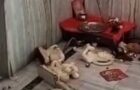 Video : India – Far Right Islamists Destroy Hindu Deities In Temple