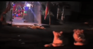 Video : Two Lions Taking Darshan At Hindu Goddess Temple