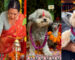 Video : London Celebrates It’s First Kukur Tihar, The Sacred Hindu Day Of The Dogs