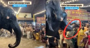 ‘Hindutva’ Elephant Disposes Policeman for Distrupting Hindus From Prayers Goes Viral