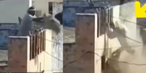 Video : Mullah On The Roof Falls While Throwing Dirt Below On Holi Celebrators