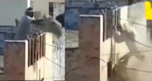 Video : Mullah On The Roof Falls While Throwing Dirt Below On Holi Celebrators