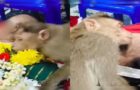 Video : A Monkey Hugs The Body Of A Lady Who Regularly Fed Him