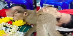 Video : A Monkey Hugs The Body Of A Lady Who Regularly Fed Him