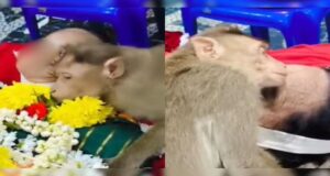 Video : A Monkey Hugs The Body Of A Lady Who Regularly Fed Him