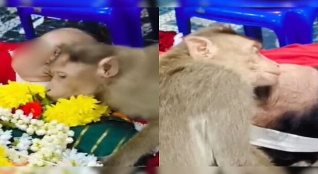 #htmlcaption_50254 Video : A Monkey Hugs The Body Of A Lady Who Regularly Fed Him