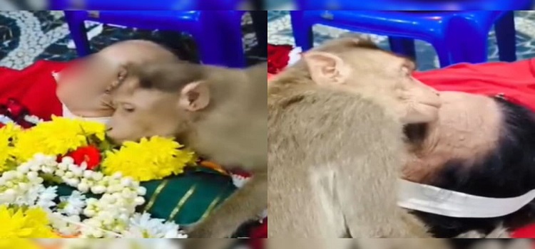 Video : A Monkey Hugs The Body Of A Lady Who Regularly Fed Him