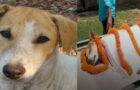Video : Kali The Dog In True Hindu Tradition Saves 30 Children Goes Viral