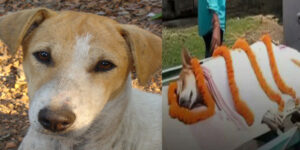 Video : Kali The Dog In True Hindu Tradition Saves 30 Children Goes Viral
