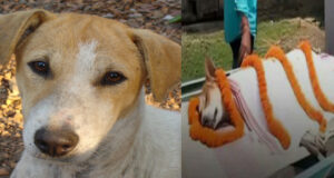Video : Kali The Dog In True Hindu Tradition Saves 30 Children Goes Viral