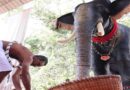 Video : Hindus Turn To Robotic Temple Elephants To End Animal Cruelty