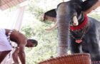 Video : Hindus Turn To Robotic Temple Elephants To End Animal Cruelty